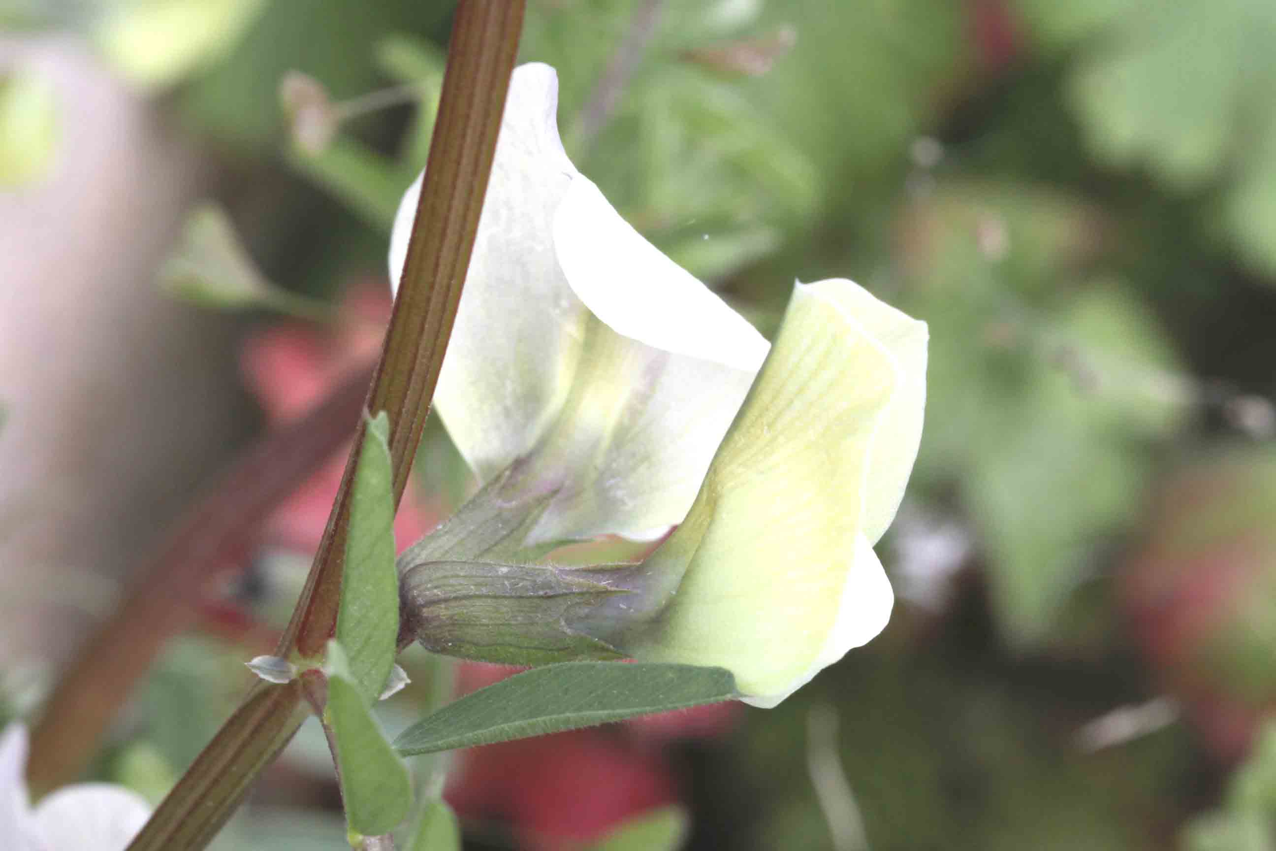 Fabacea da determinare: Vicia cfr. grandiflora